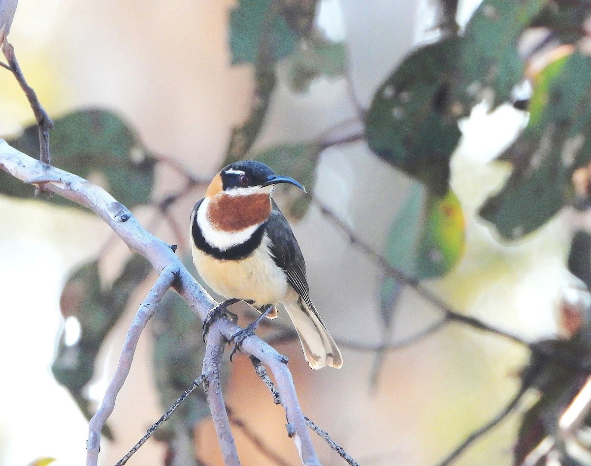 Western Spinebill - ML642275861