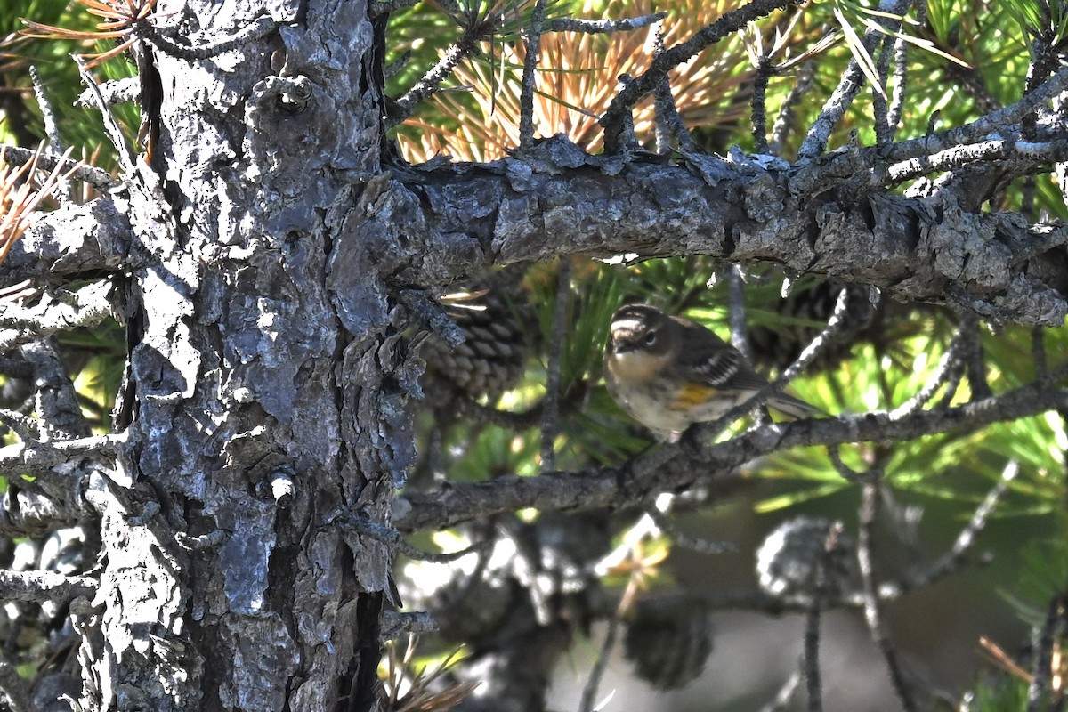 Yellow-rumped Warbler - ML642275862