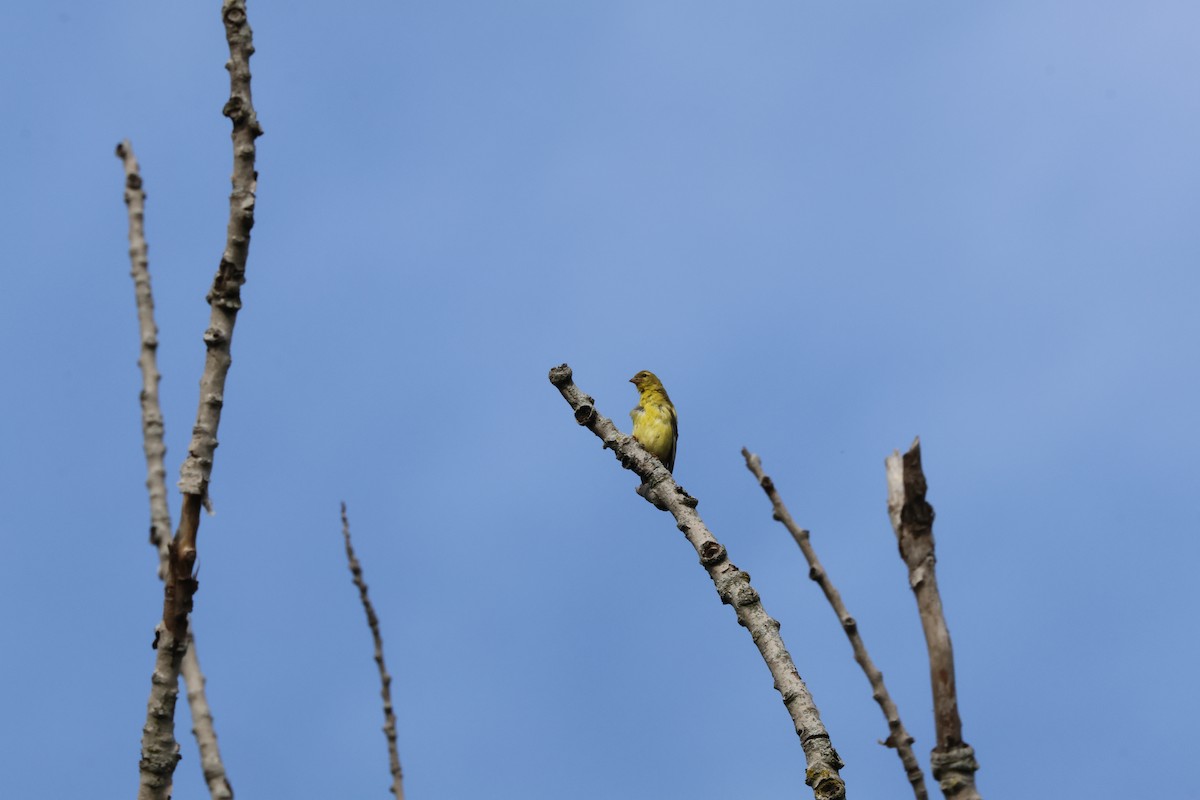 American Goldfinch - ML642275867