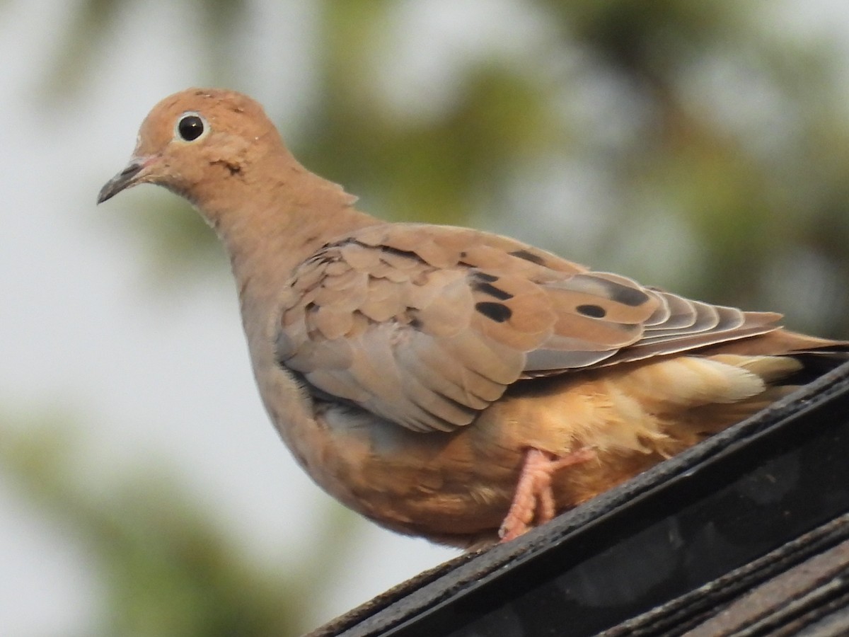 Mourning Dove - ML642275883