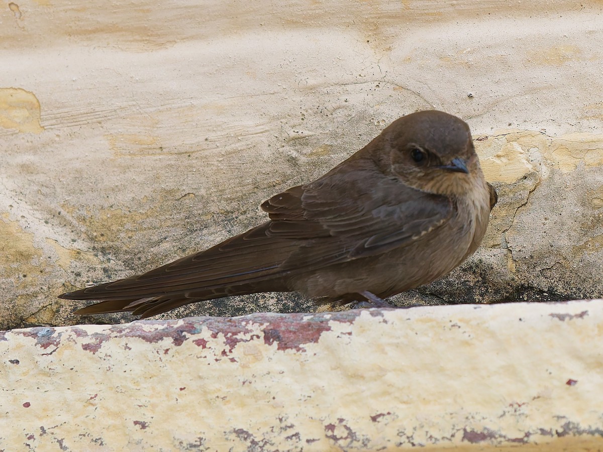 Dusky Crag-Martin - ML642275895