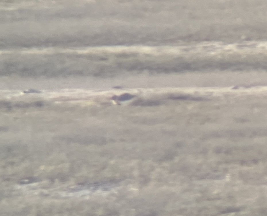 Double-banded Plover - ML642275907