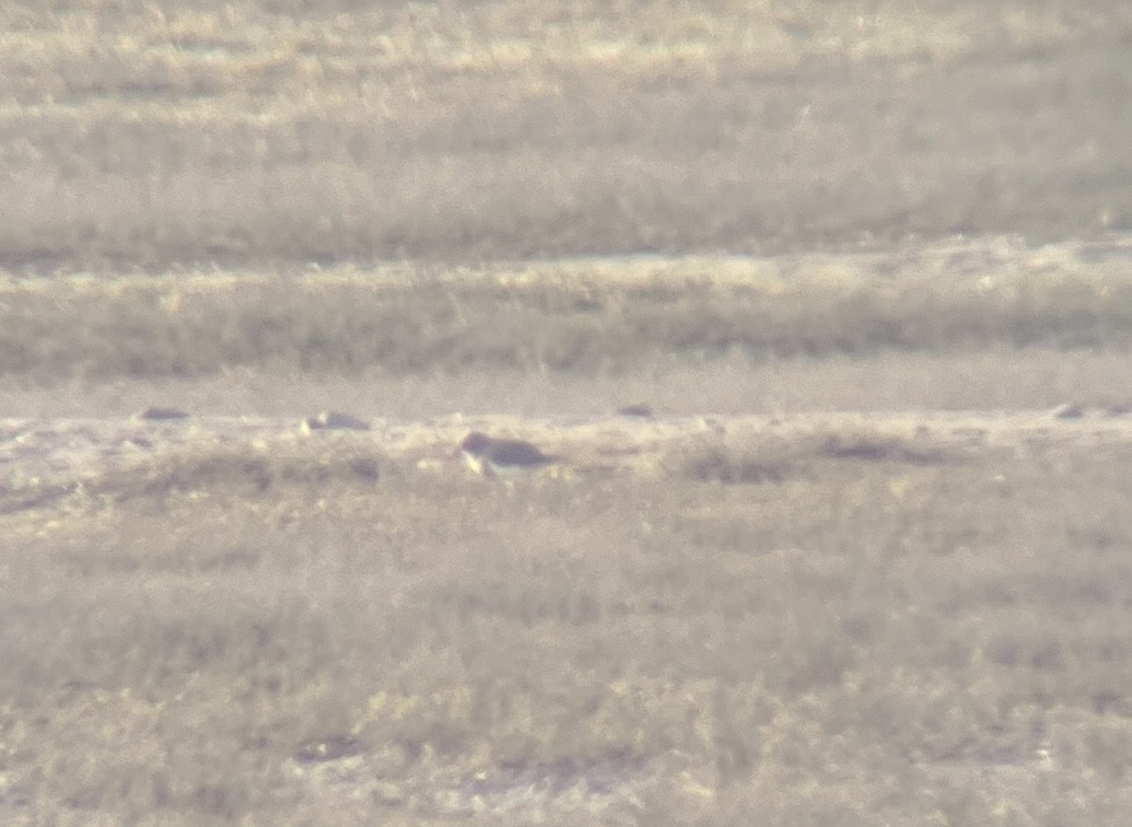 Double-banded Plover - ML642275908