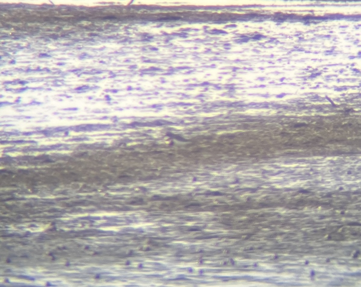 Double-banded Plover - ML642275909