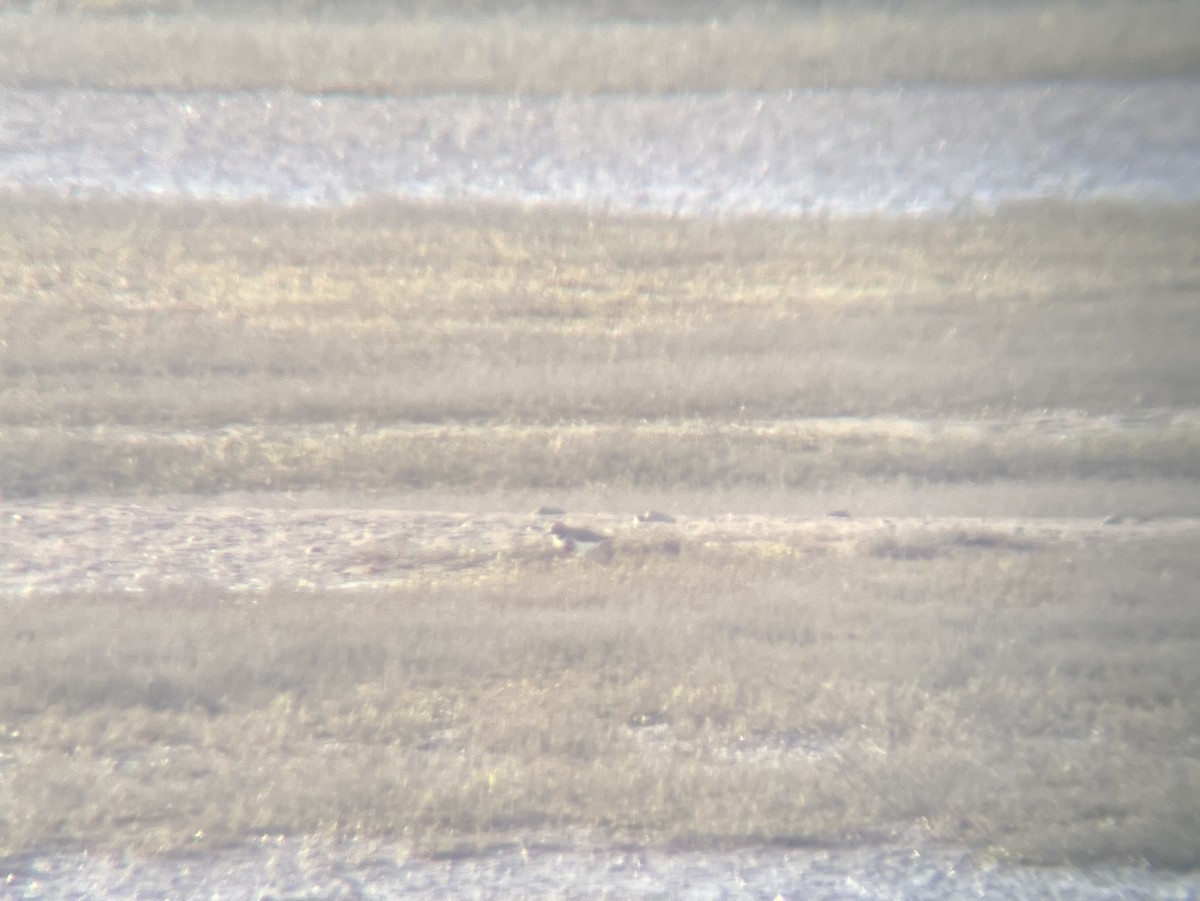 Double-banded Plover - ML642275910