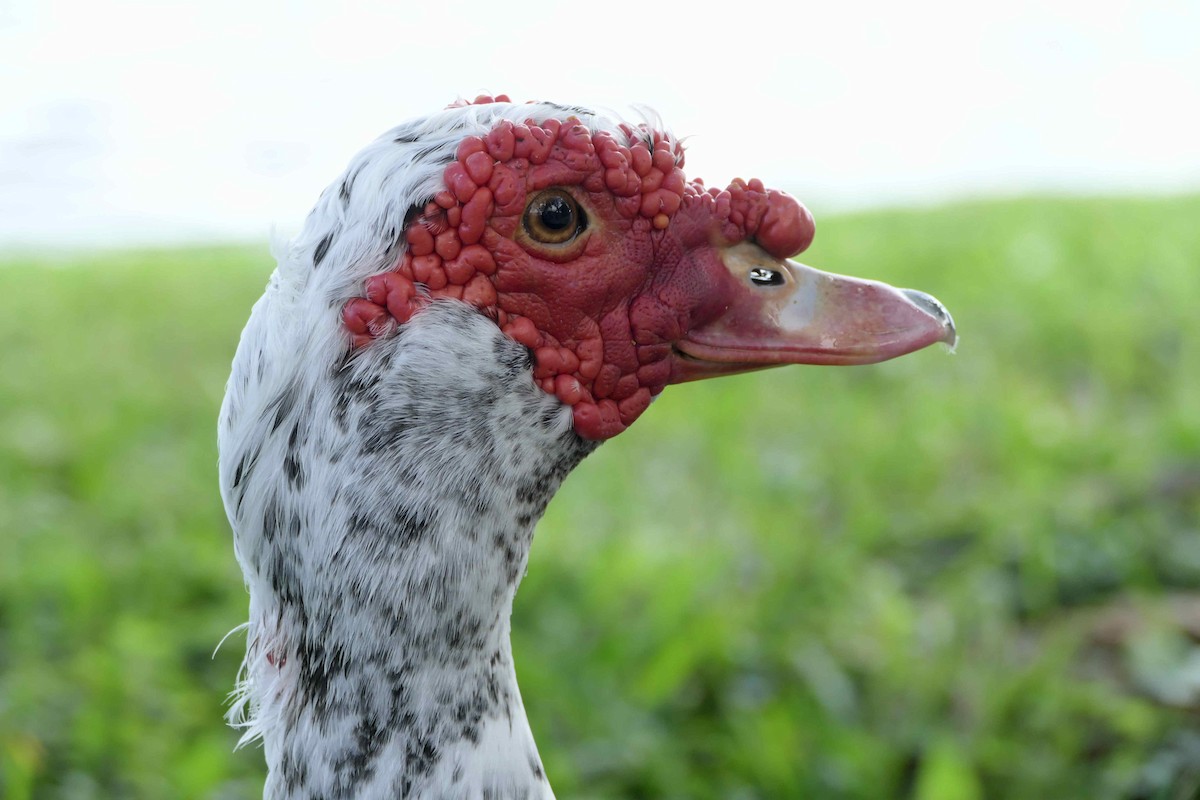 Muscovy Duck (Domestic type) - ML642275915