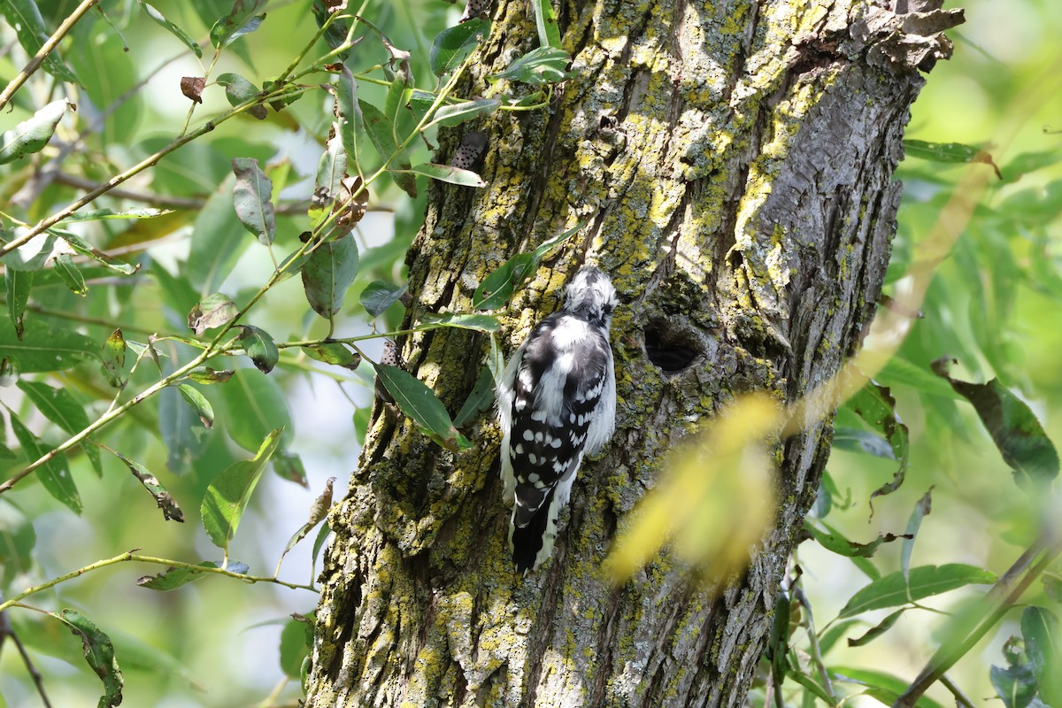 Downy Woodpecker - ML642275918