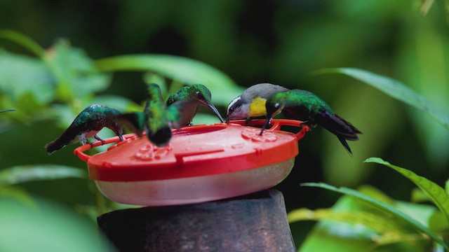 Bananaquit (Continental) - ML642275943