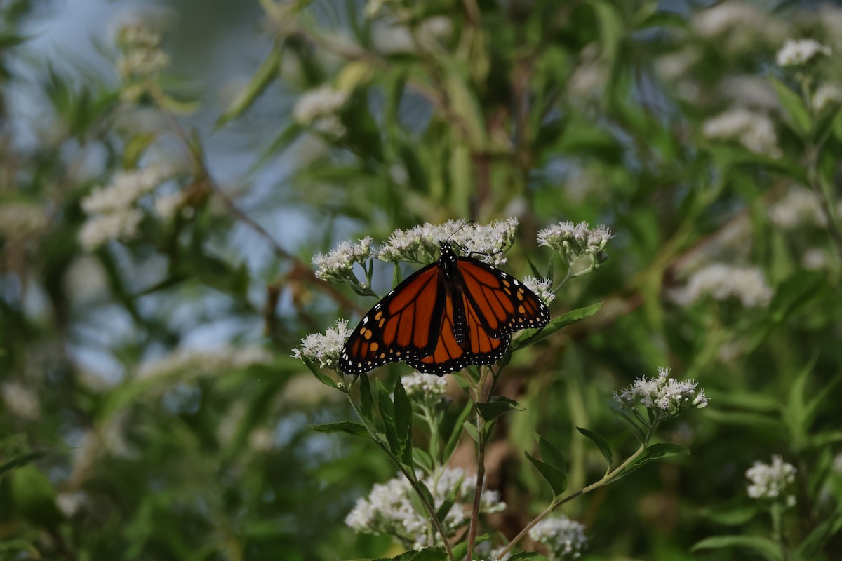 Animals - ML642275946