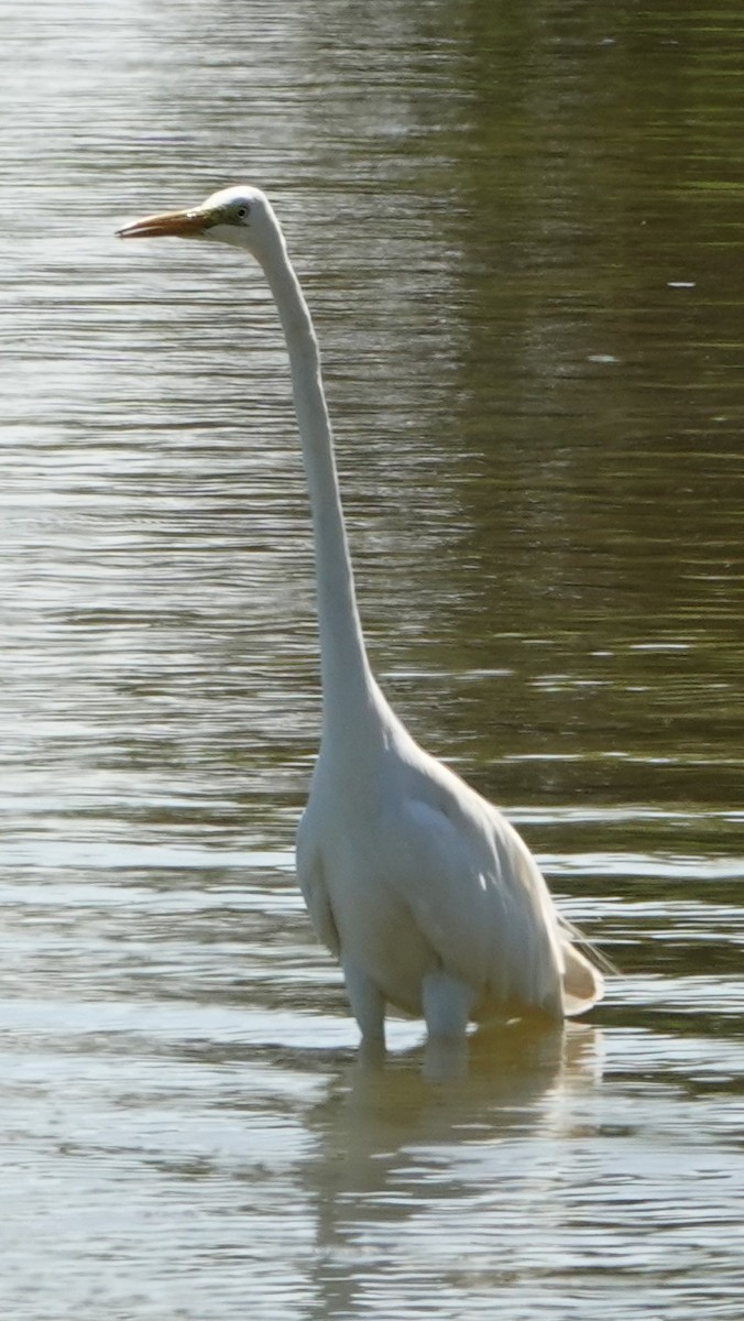 volavka bílá - ML642275948