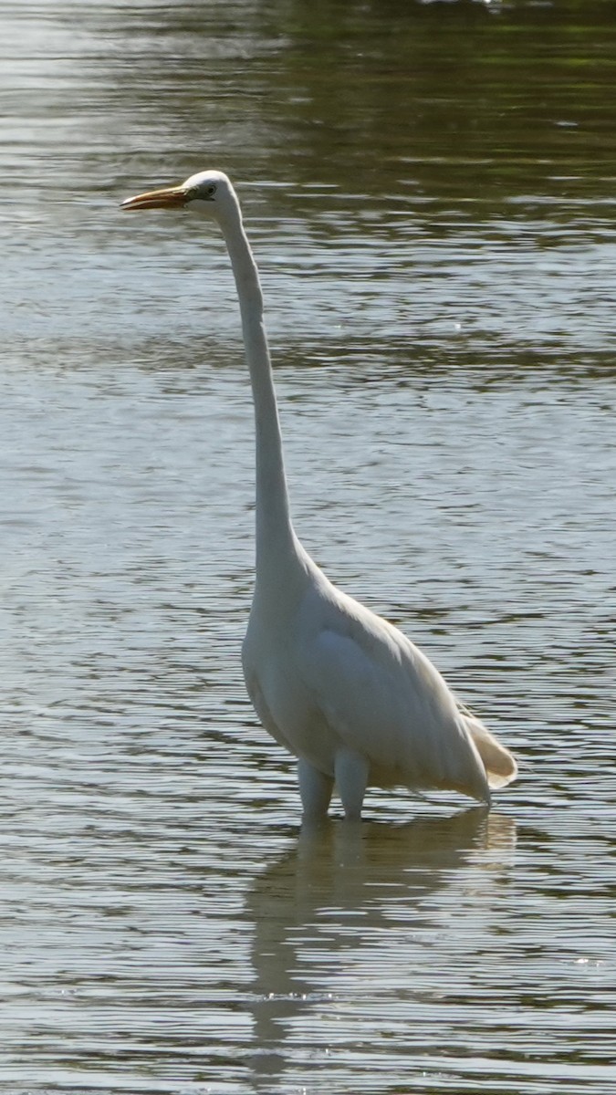 volavka bílá - ML642275952