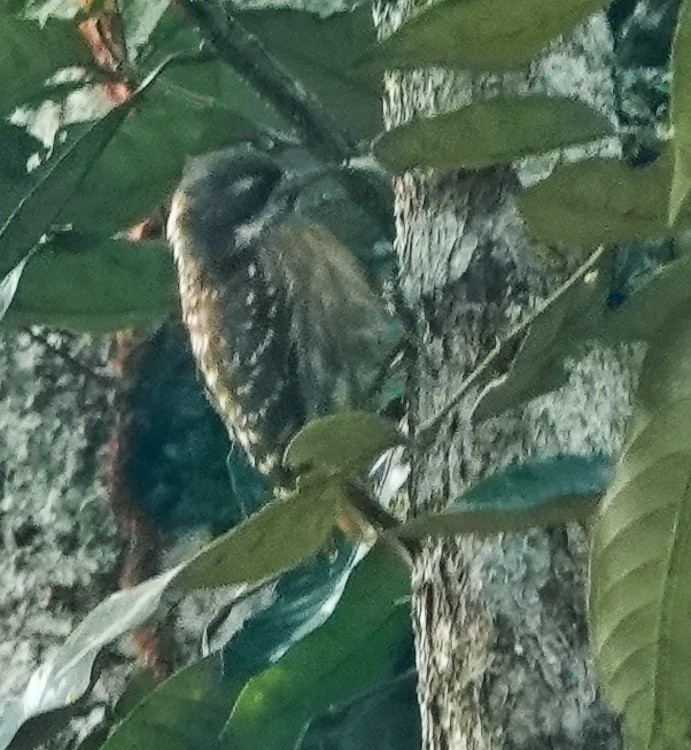 Sulawesi Pygmy Woodpecker - ML642275963
