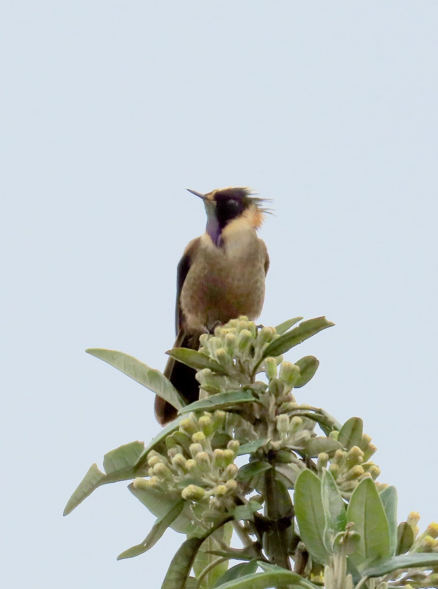 Buffy Helmetcrest - Kathy Carroll