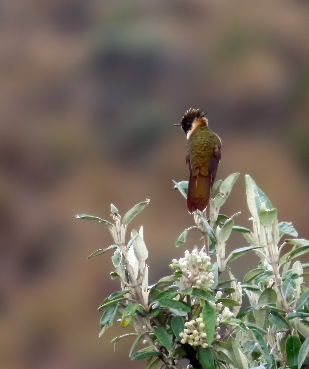 Buffy Helmetcrest - Kathy Carroll