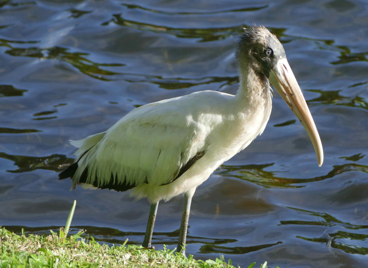 Wood Stork - ML642275991