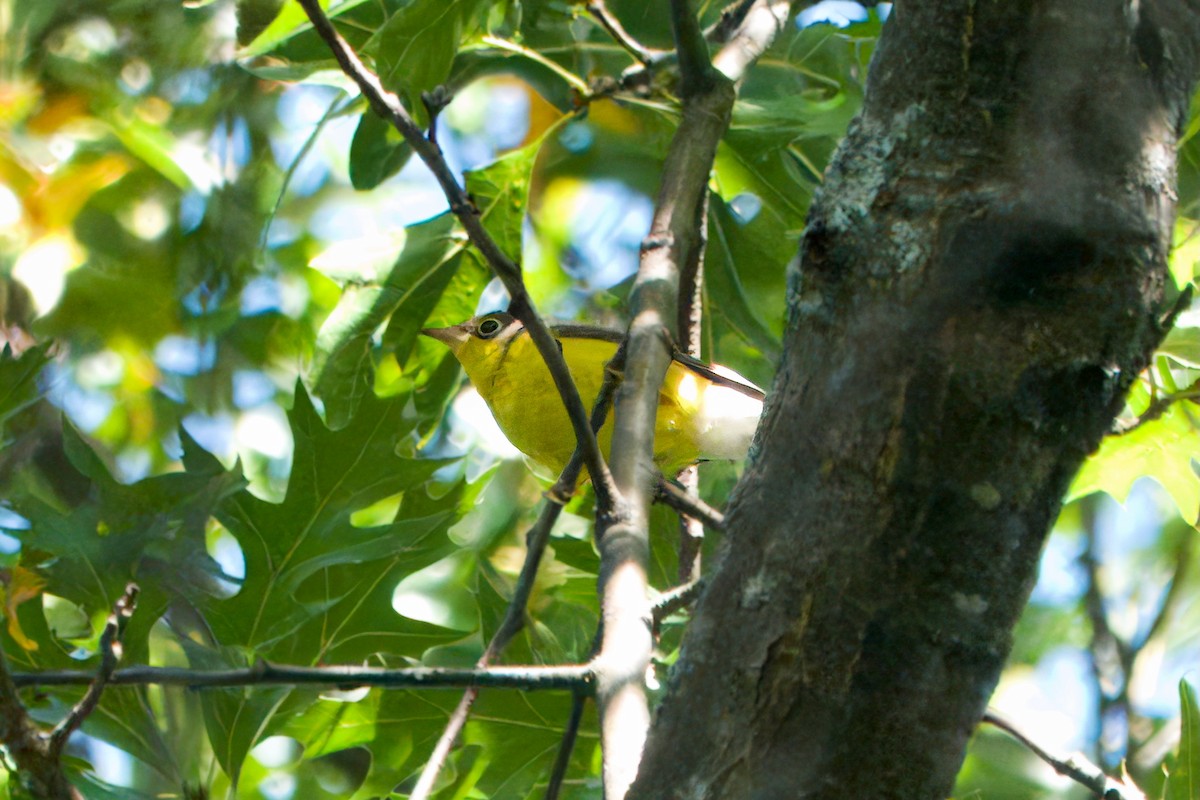 Canada Warbler - ML642276011