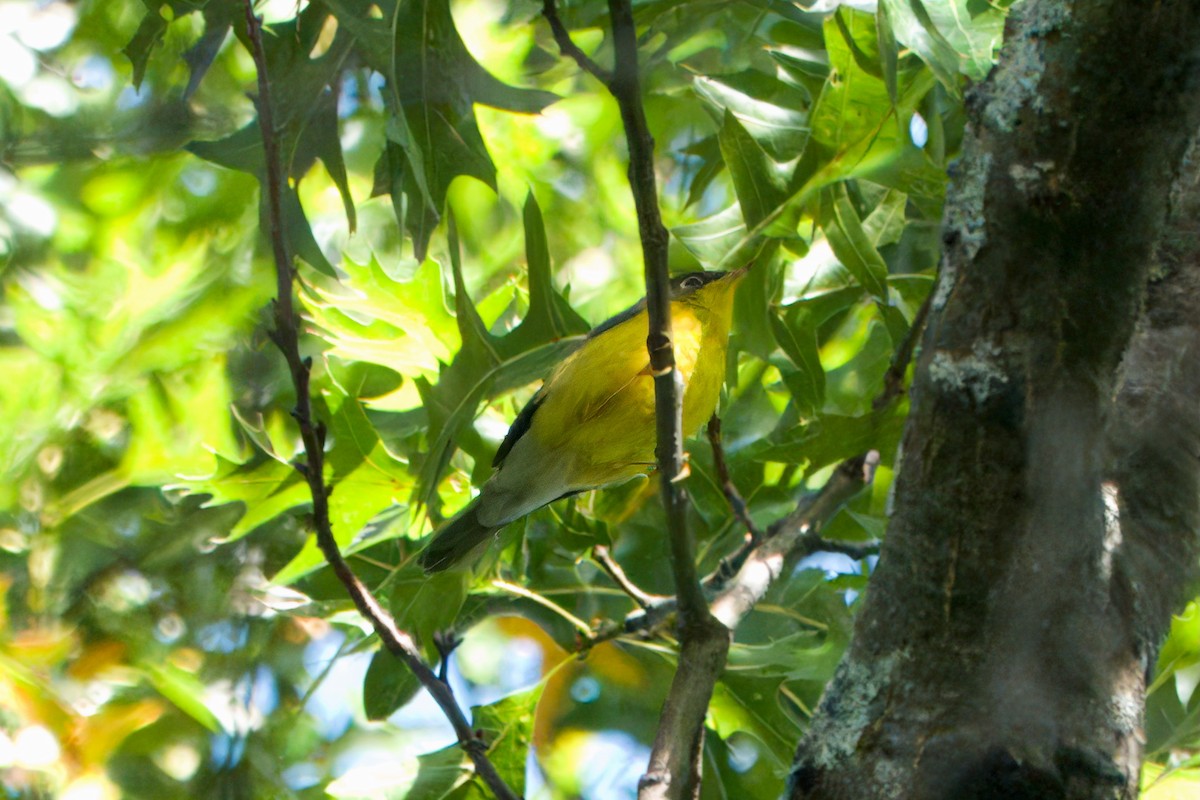 Canada Warbler - ML642276012