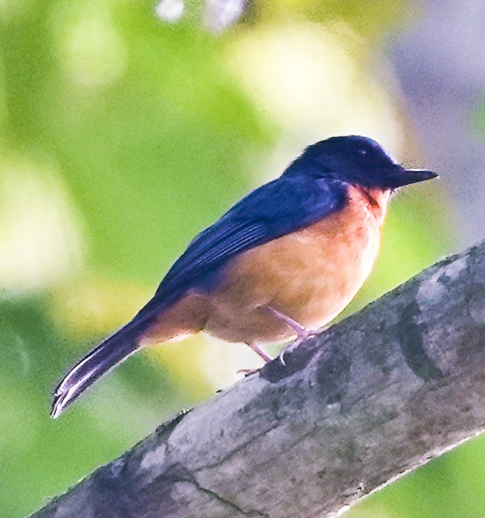 Sulawesi Blue Flycatcher (Sulawesi) - ML642276019
