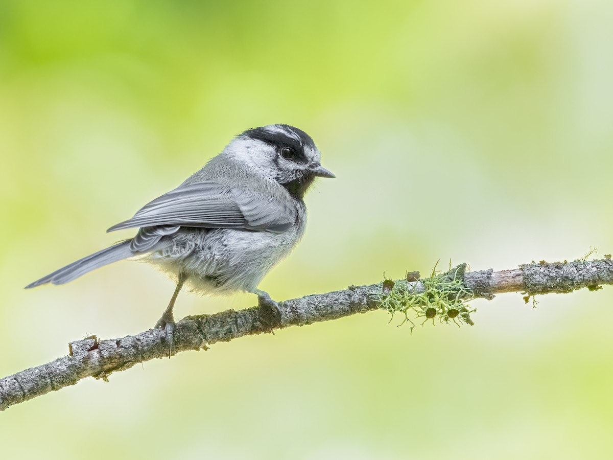 Mountain Chickadee - ML642276022