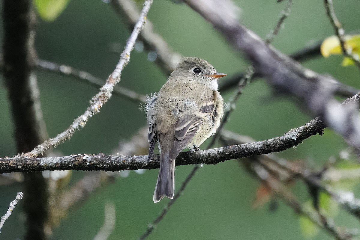 Hammond's Flycatcher - ML642276028