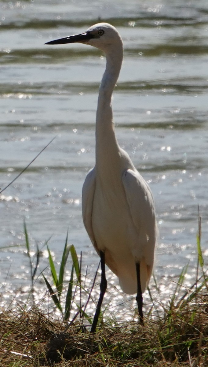 volavka stříbřitá - ML642276030