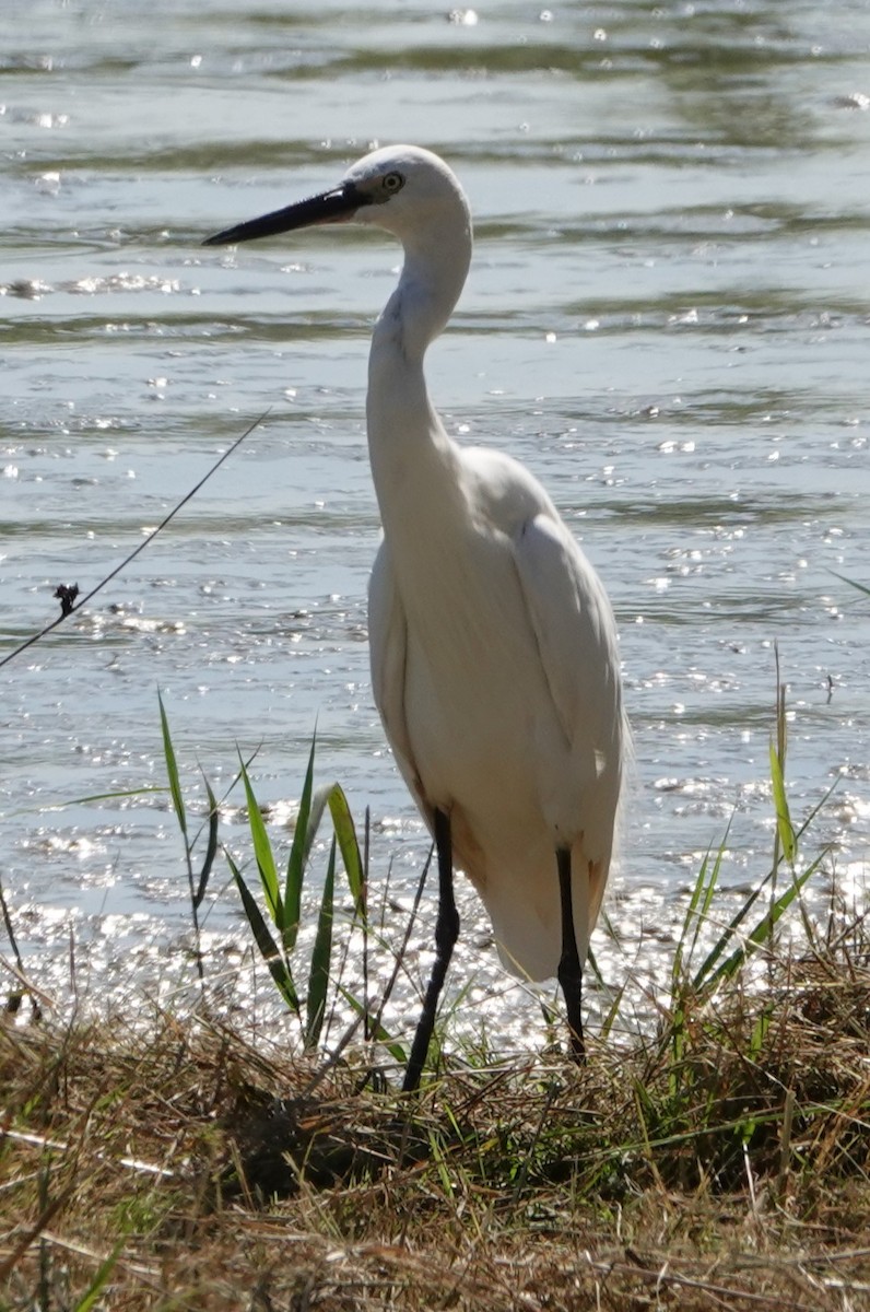 volavka stříbřitá - ML642276039