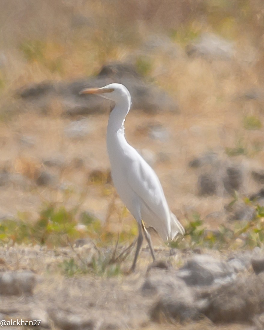 Western Cattle-Egret - ML642276049
