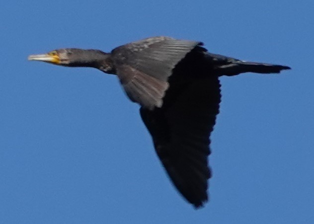 kormorán velký - ML642276050