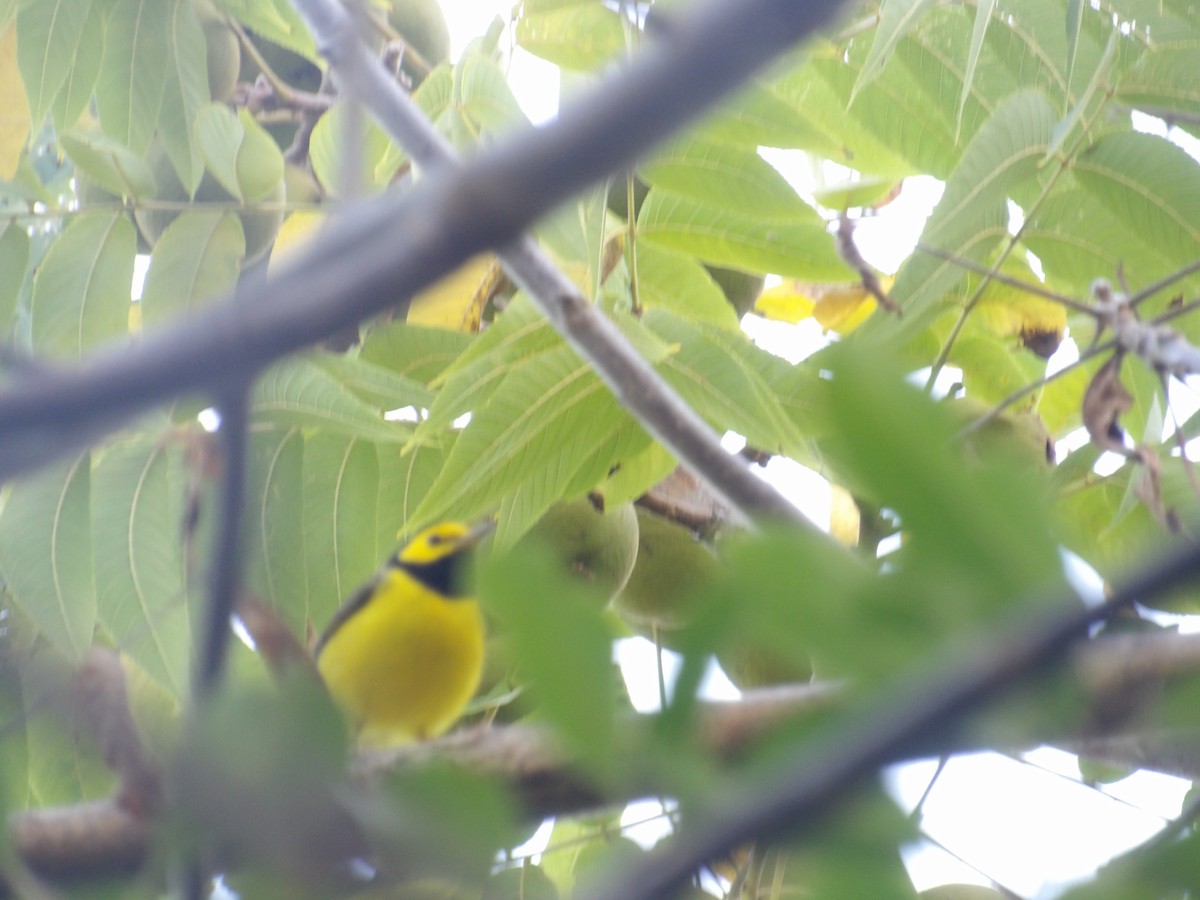 Hooded Warbler - ML642276060