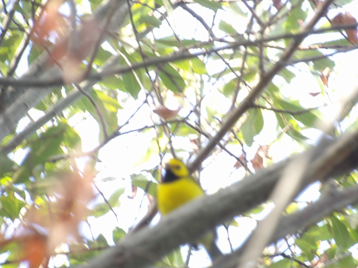 Hooded Warbler - ML642276061