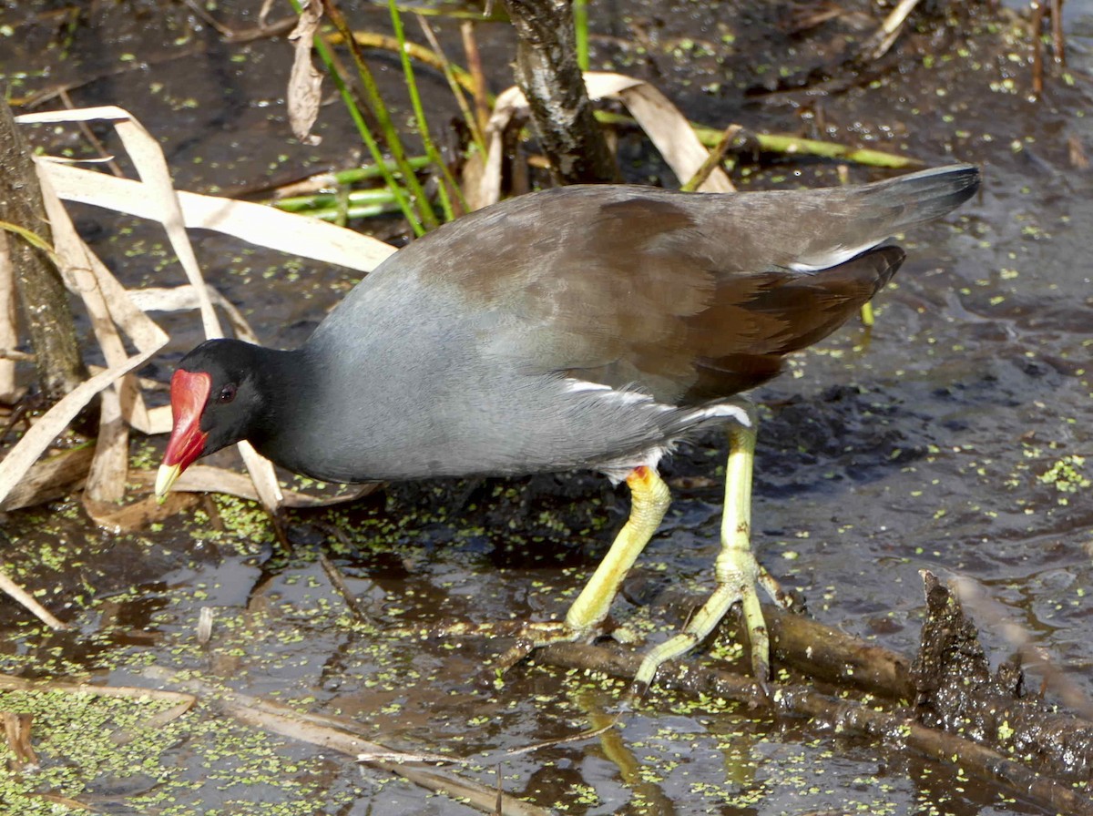 Common Gallinule - ML642276076