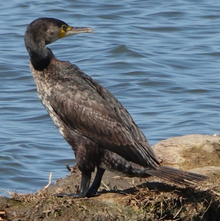 kormorán velký - ML642276077