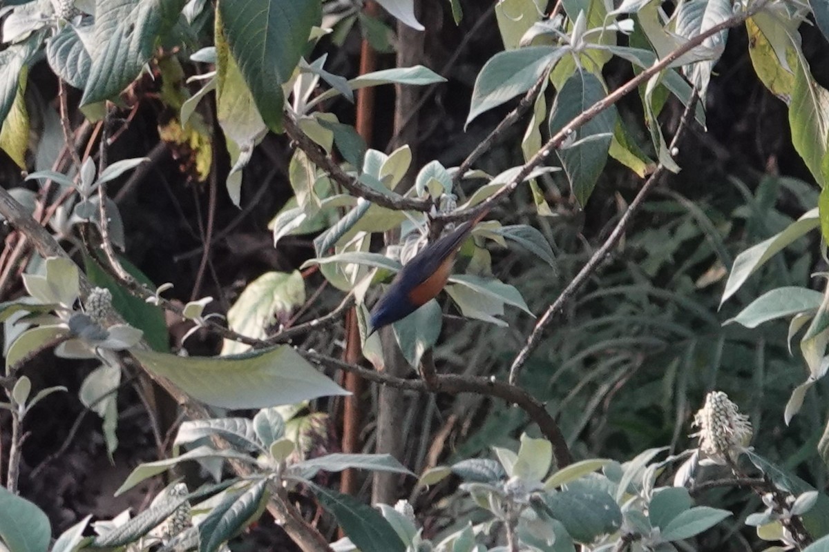 Blue-fronted Redstart - ML642276097