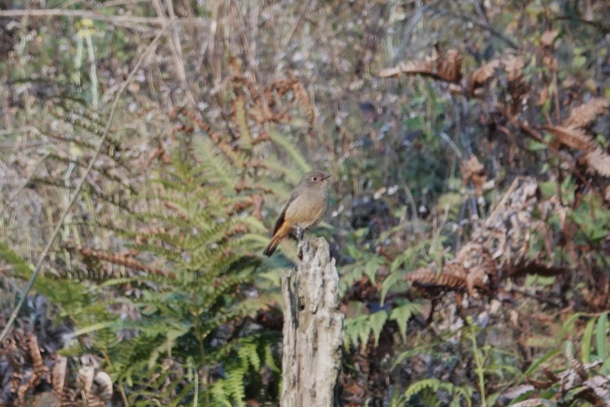Blue-fronted Redstart - ML642276098