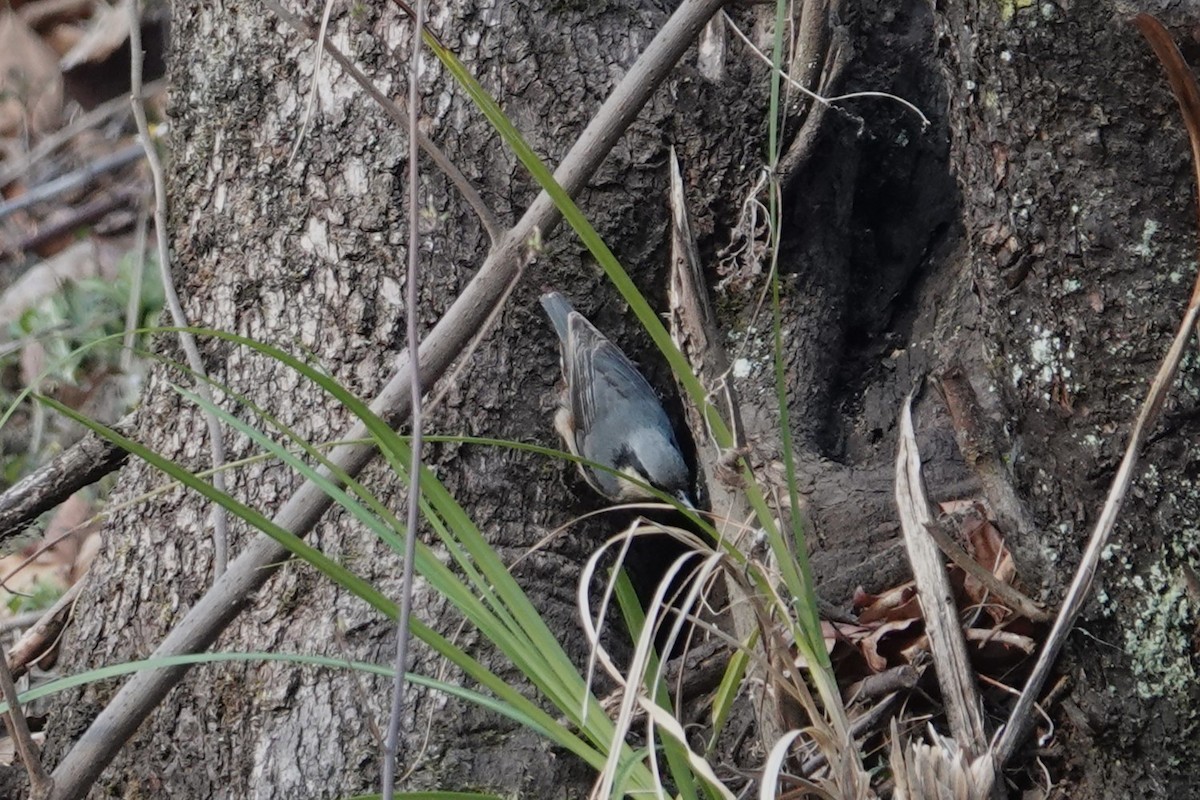 Chestnut-vented Nuthatch - ML642276100