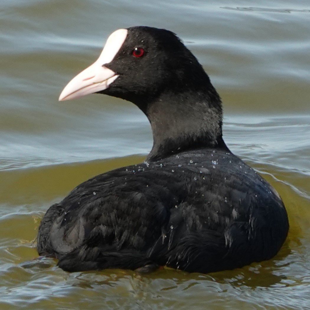 lyska černá - ML642276132