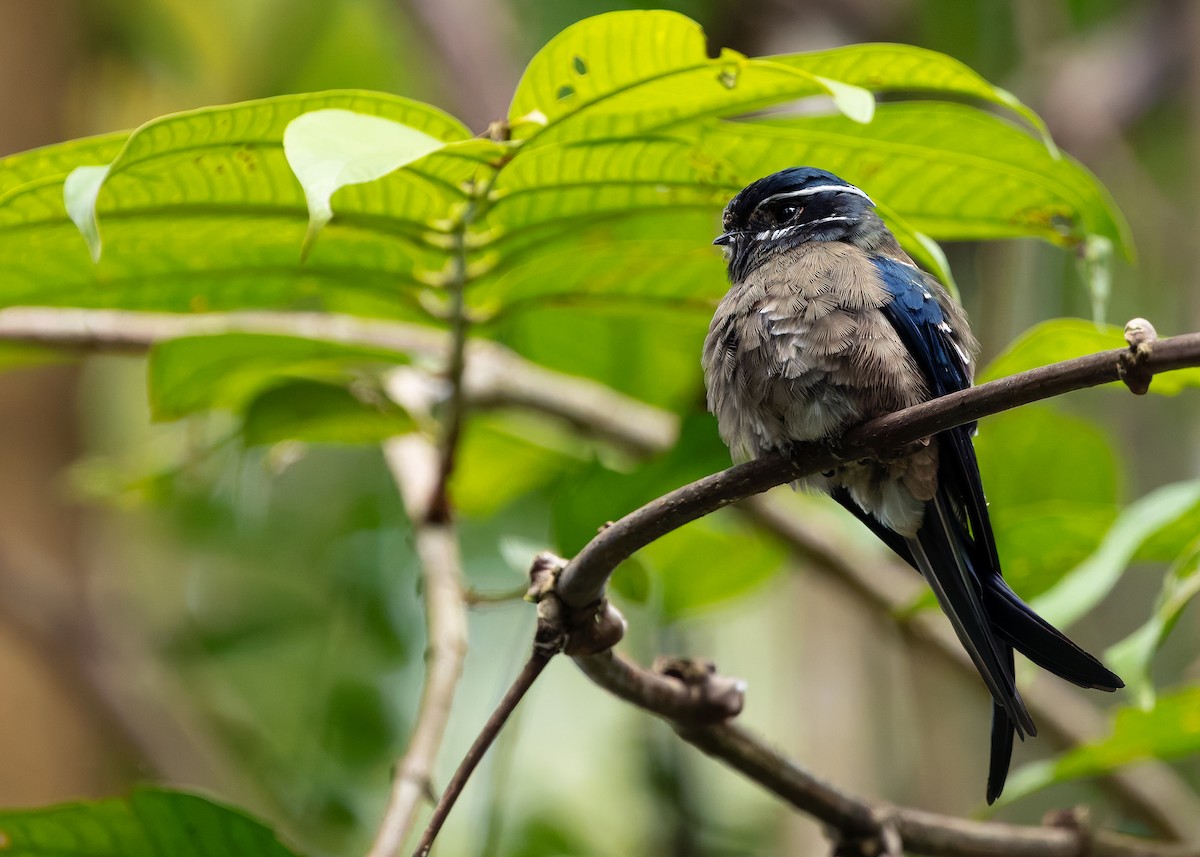 Whiskered Treeswift - ML642276134
