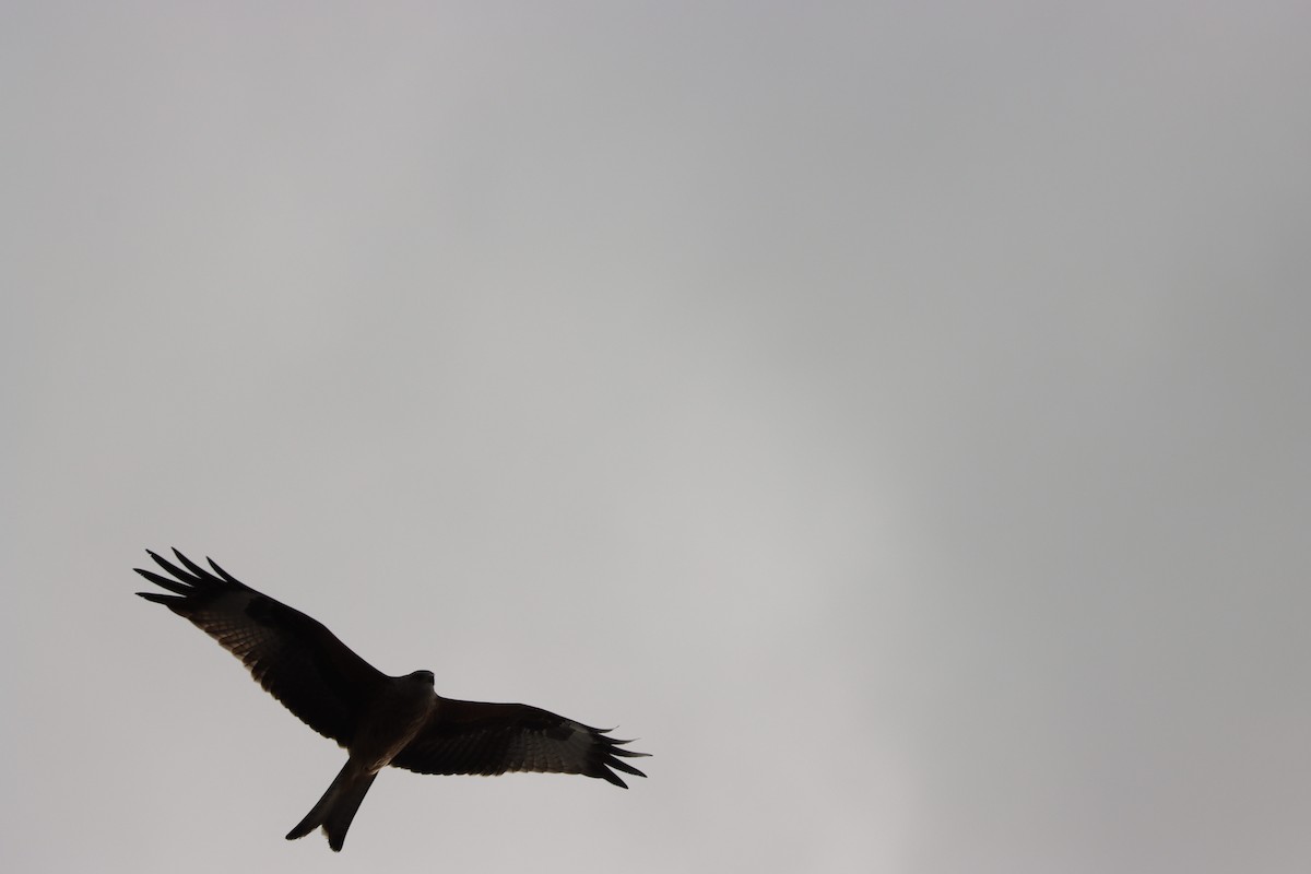 Red Kite - Aman Mottaqui-Tabar