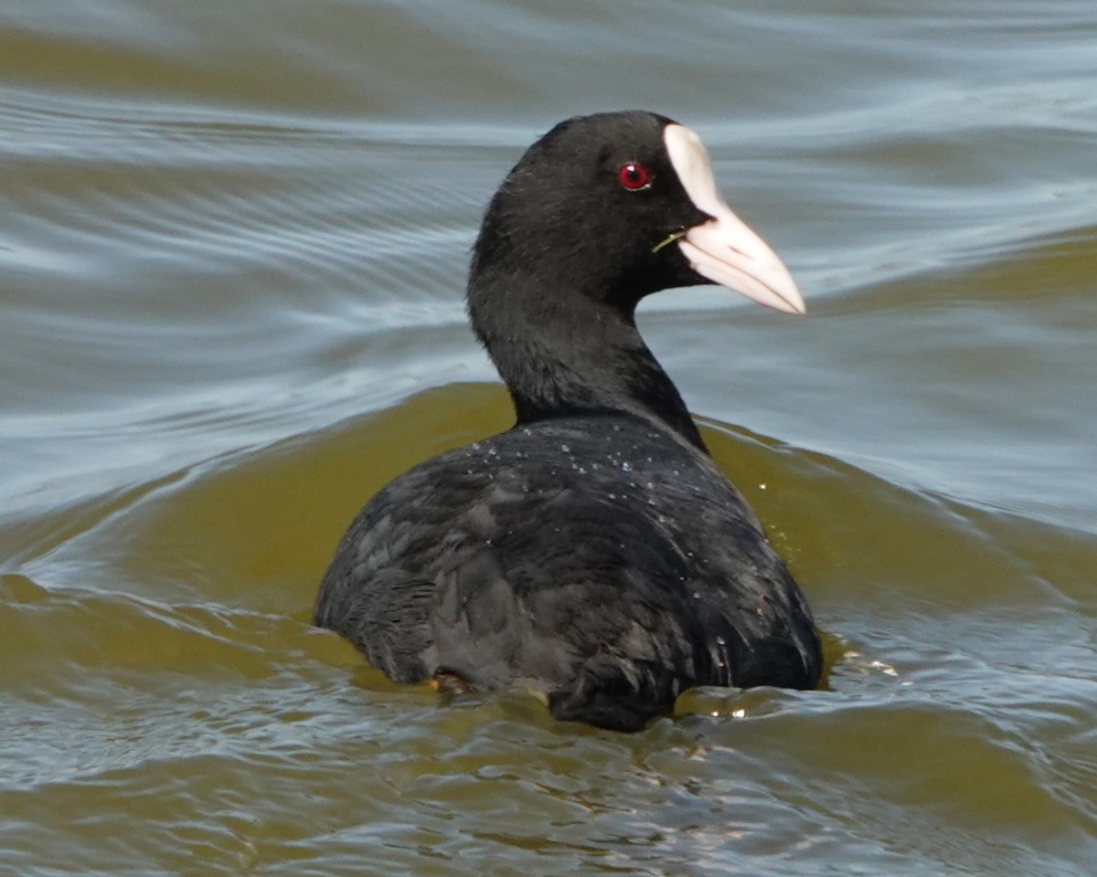 lyska černá - ML642276167