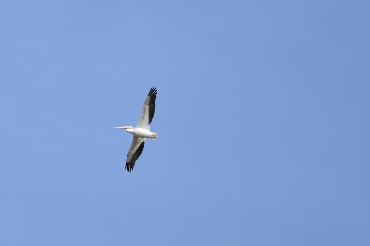 American White Pelican - ML642276185