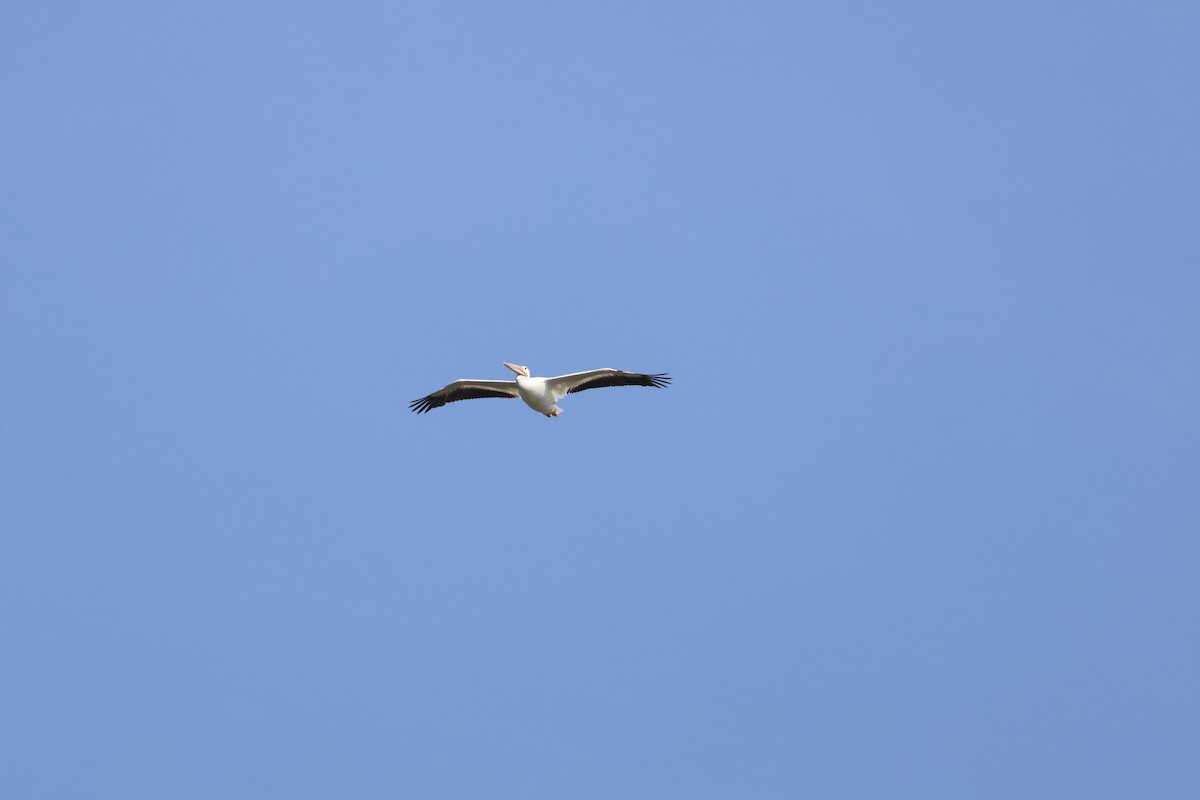 American White Pelican - ML642276186