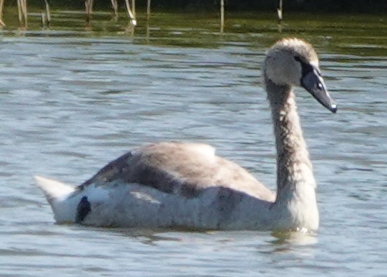 labuť velká - ML642276191