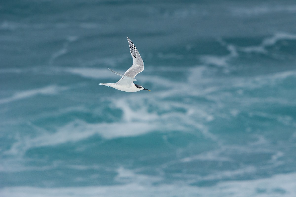 Sandwich Tern (Eurasian) - ML642276201