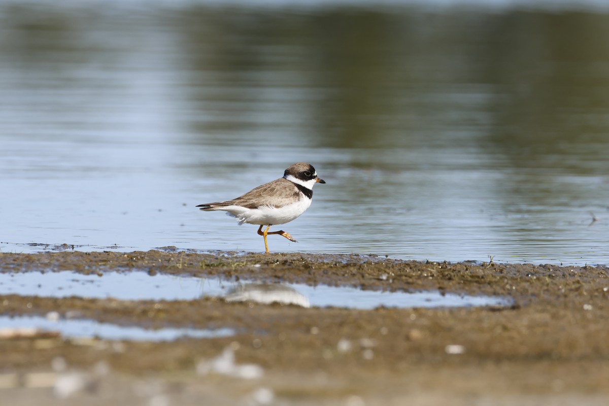 Semipalmated Plover - ML642276215
