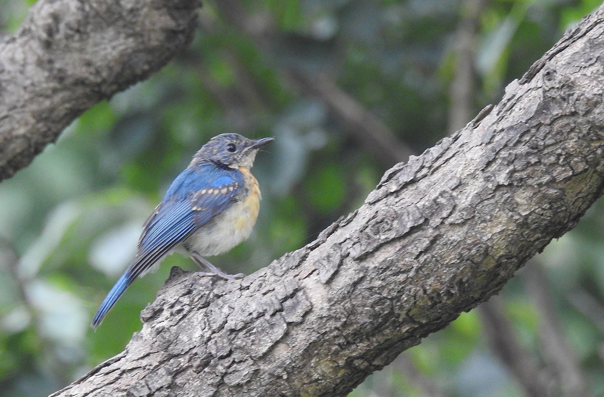 Tickell's Blue Flycatcher - ML642276221