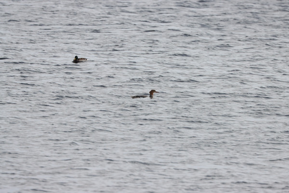 Common Merganser (Eurasian) - ML642276225