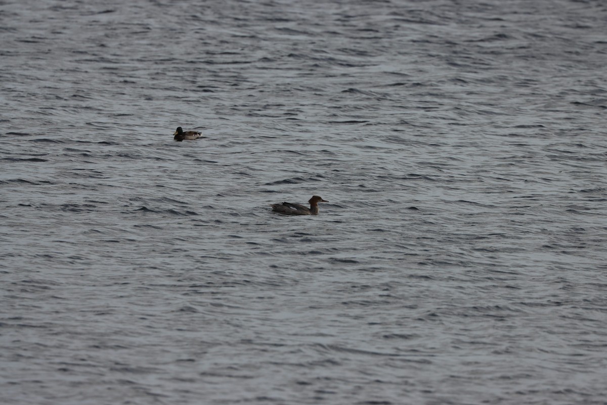 Common Merganser (Eurasian) - ML642276226