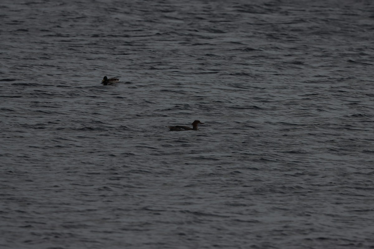 Common Merganser (Eurasian) - ML642276227