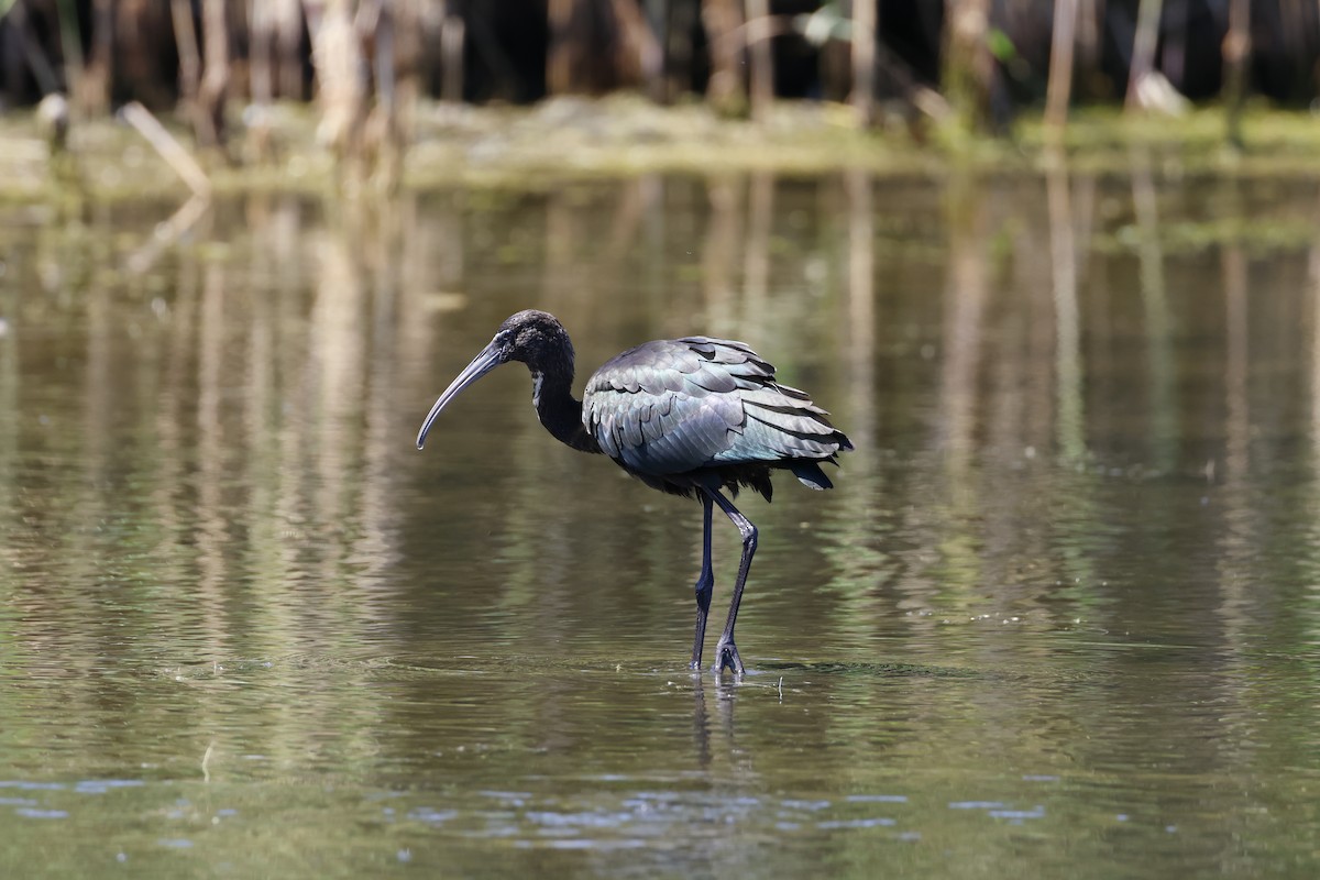 Glossy Ibis - ML642276228