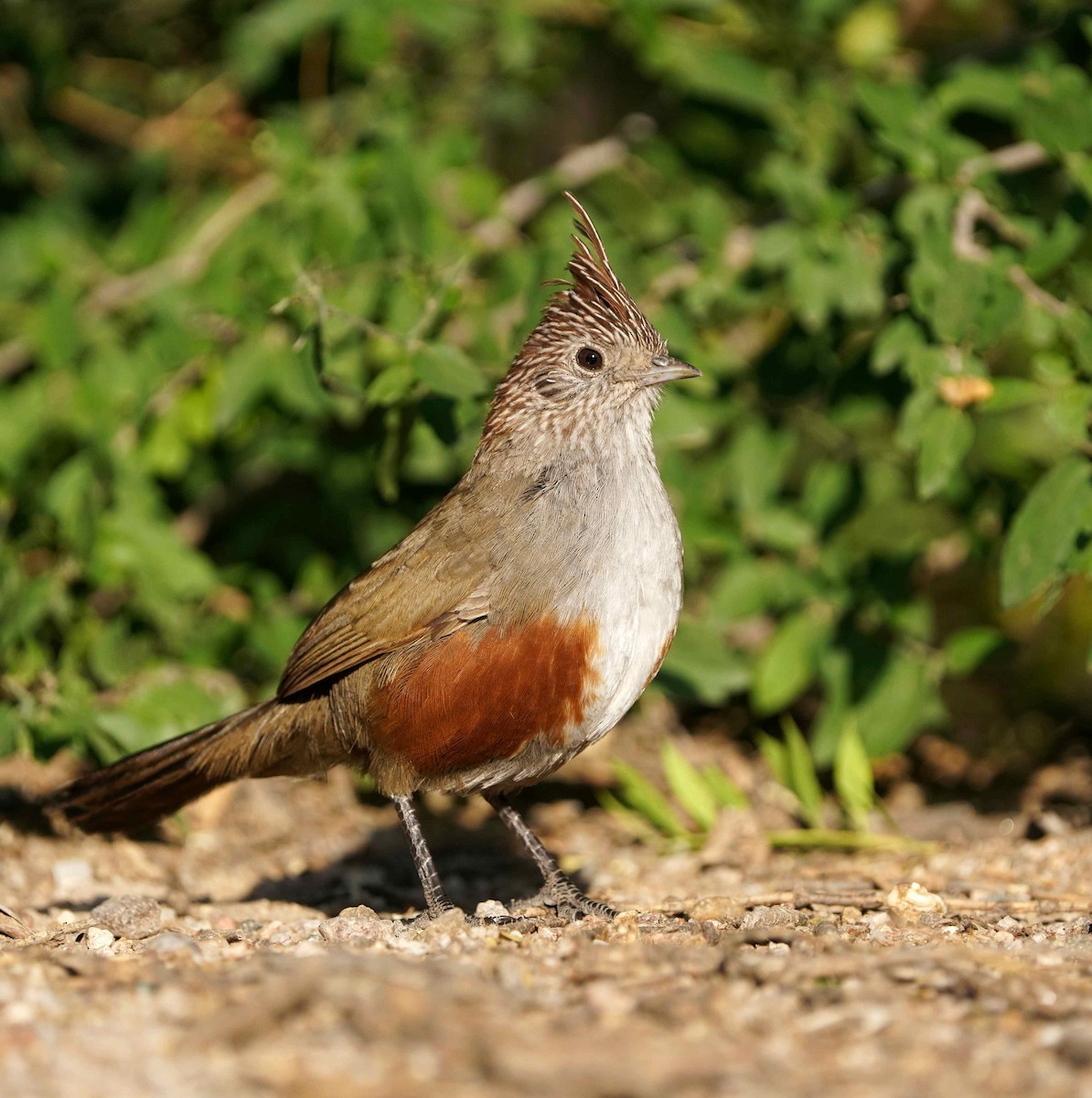 Crested Gallito - ML642276275